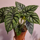 Green Dragon Scale Alocasia - Live Plant in a 4 Inch Pot - Florist Quality Air Purifying Indoor Plant - Nature&