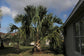 Puerto Rican Hat Palm - Live Plants in 4 Inch Growers Pots - Sabal Causiarum - Rare Ornamental Palms of Florida
