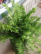 Macho Fern Hanging Basket - Live Plant in an 8 Inch Pot - Nephrolepis Biserrata - Beautiful Indoor Air Purifying Fern