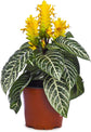 Zebra Plant - 3 Live Plants in 6 Inch Pots - Aphelandra Squarrosa &