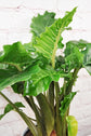 Alocasia - 4 Live Starter Plants in 2 Inch Pots - Alocasia - Florist Quality Air Purifying Indoor Plant - Nature&