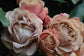 Koko Loko Rose Bush - Live Starter Plants in 4 Inch Pots - Beautiful Roses from Florida - A Stunningly Beautiful Ornamental Rose