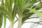 Dracaena Marginata Bush - Live Plant in a 10 Inch Pot - Dracaena Marginata - Easy Care Indoor Air Cleaning Plant