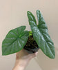 Alocasia - 4 Live Starter Plants in 2 Inch Pots - Alocasia - Florist Quality Air Purifying Indoor Plant - Nature&