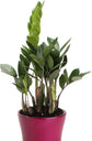 ZZ Plant - Live Plant in a 4 Inch Pot - Zamioculcas Zamiifolia - Beautiful Easy to Grow Air Purifying Indoor Plant