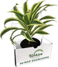 Song of India Plant - Live Plant in a 4 Inch Pot - Dracaena Reflexa - Beautiful Easy to Grow Air Purifying Indoor Plant