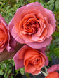 Hot Cocoa Rose Bush - Live Starter Plants in 4 Inch Pots - Beautifully Fragrant Rose from Florida - A Versatile Beauty with a Rich Fragrance