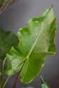 Alocasia - 4 Live Starter Plants in 2 Inch Pots - Alocasia - Florist Quality Air Purifying Indoor Plant - Nature&