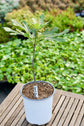 Fig Tree - Live Plant in a 2 Inch Pot - Ficus Carica - Edible Fruit Tree for The Patio and Garden