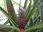 Tropical Fruit Variety Pack - 4 Live Exotic Starter Plants - One Each of Passion Fruit, Fig Tree, Dragon Fruit, and Pineapple - Starter Plants for Your Edible Garden