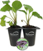 Black Bat Flower - Live Starter Plants in 2 Inch Pots - Tacca Chantrieri - Not in Bloom When Shipped - Extremely Rare and Exotic Flowering Plant