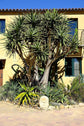 Hercules Aloe Tree - Live Plant in a 3 Gallon Growers Pot - Aloidendron &