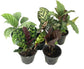Calathea Indoor Houseplant Assortment - 5 Live Plants in 4 Inch Pots - Grower&