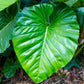Philodendron - Live Starter Plant - Rare and Elegant Indoor Houseplant