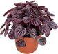 Peperomia Multi Pack - 3 Live Plants in 4 Inch Pots - Varieties are Grower&