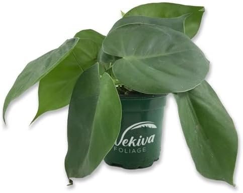 Philodendron - Live Plants in 6 Inch Pots - Rare and Elegant Indoor Houseplant