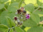 Raspberry Plant - Live Plants in 2 Inch Pots - Grow Your Own Fruits - Garden Or Patio