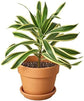 Song of India Plant - Live Plant in a 4 Inch Pot - Dracaena Reflexa - Beautiful Easy to Grow Air Purifying Indoor Plant