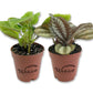 Friendship Plants - Live Starter Plants in 2 Inch Pots - Baby Pilea - Beautiful Textured Indoor Houseplant