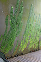 Rhaphidophora Cryptantha Shingle Plant - Live Plant in a 4 Inch Pot - Rhaphidophora Cryptantha - Extremely Rare and Beautiful Vining Indoor Houseplant - Air Purifying