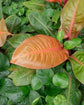 Philodendron - Live Plants in 6 Inch Pots - Rare and Elegant Indoor Houseplant