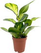 Hoya - Live Plant in a 2 Inch Pot - Indoor Houseplants Straight from The Nursery