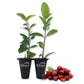 Barbados Cherry Tree - Live Starter Plants in 2 Inch Pots - Malpighia Emarginata - Edible Fruit Bearing Tree for The Patio and Garden