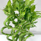 Lucky Indoor Bamboo - Live Plants - Ships Bare Root - 5-Pack of 12 Inch Curly Stalks - Air Purifying Feng-Shui Zen Garden Houseplants