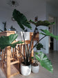 Alocasia - 4 Live Starter Plants in 2 Inch Pots - Alocasia - Florist Quality Air Purifying Indoor Plant - Nature&