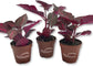 Bloodleaf Plant - Chicken Gizzard Plant - Beefsteak Plant - Live Starter Plants in 2 Inch Pots - Iresine Herbstii - Vibrant Colorful Easy Care Indoor Outdoor Houseplant