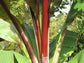 Red Abyssinian Banana Tree - Live Plants in 6 Inch Grower&