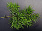 Fern Podocarpus - 3 Live Plants in 4 Inch Growers Pots - Podocarpus Gracilior - Rare Ornamental Trees of Florida