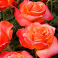 Colorific Rose Bush - Live Starter Plants in 4 Inch Pots - Beautifully Fragrant Heirloom Rose from Florida