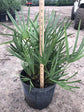 Silver Saw Palmetto - Live Plant in a 3 Gallon Growers Pot - Serenoa Repens - Rare Ornamental Palms of Florida