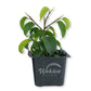 Ficus Tree - Live Starter Plants in 2 Inch Pots - Stunning Easy Care Interior Houseplant