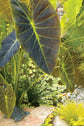 Colocasia Elephant Ear Plant - 4 Live Starter Plants - Colocasia Esculenta - Beautiful Large Leaf Foliage Starter Multipack