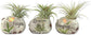 Zen Harmony Air Plant Set - Live Air Plants in Decorative Pots - Hope | Dream | Imagine - Cactus | Succulent | Air Plant - A Symbol of Serenity and Natural Beauty (3 Pack)