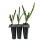 Green Saw Palmetto - Live Starter Plants in 2 Inch Pots - Serenoa Repens ‘Green’ - Native Ornamental Palms from Florida