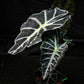 Alocasia - 4 Live Starter Plants in 2 Inch Pots - Alocasia - Florist Quality Air Purifying Indoor Plant - Nature&