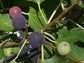 Fig Tree - Live Plant in a 2 Inch Pot - Ficus Carica - Edible Fruit Tree for The Patio and Garden