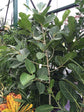 Ficus Audrey Standard - Live Plant in a 10 Inch Pot - Ficus Benghalensis - Beautiful Ornamental Interior Tree