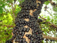 Jaboticaba Tree - Live Plant in 3 Gallon Pot - Edible Fruit Tree