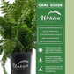 Macho Fern - Live Plants in 6 Inch Pots - Nephrolepsis Biserrta &