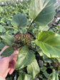 Philodendron - Live Starter Plant - Rare and Elegant Indoor Houseplant