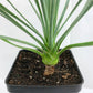 Silver Yucca - Live Plant in a 4 Inch Growers Pot - Starter Plant - Yucca Rostrata - Extremely Rare Outdoor Ornamental Slow Growing Evergreen Tree