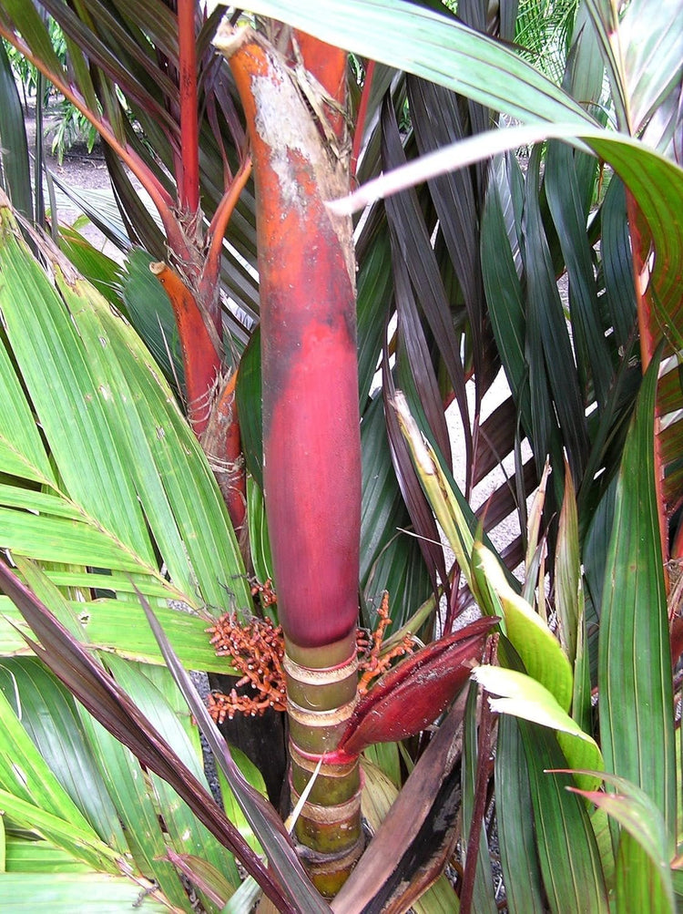 red areca palm tree Maroon Crownshaft Palm Tree - Live Plant in a 3 Gallon Grower's Pot