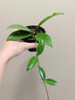 Hoya - Live Plant in a 2 Inch Pot - Indoor Houseplants Straight from The Nursery