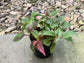 Party Time Plant - Live Plants in 4 Inch Pots - Alternanthera ficoidea ‘Party Time’ - Extremely Rare and Elegant Indoor Houseplant