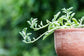 String of Dolphins Hanging Basket - Live Plant in a 4 Inch Pot - Senecio Peregrinus - Rare and Unique Trailing Succulent Vine