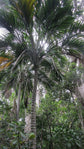 Belmore Sentry Palm - Live Plant in a 3 Gallon Growers Pot - Howea Belmoreana - Beautiful Clean Air Indoor Outdoor Houseplant